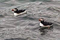 Abgehärtet  Selbst wenn wir unsere Tauchklamotten mitgebracht hätten, würde mich nicht einmal die Aussicht auf einmalige Aufnahmen unter Wasser fliegender Papageitaucher dazu bewegen können, bei diesen Temperaturen abzutauchen. Da begnüge ich mich doch lieber mit entsprechenden YouTube Videos, in denen entsprechend ausgerüstete Amerikaner vom Boot aus den Lundis auf Nahrungssuche gefolgt sind. Nachdem aber eine Gruppe der hübschen Vögel von der Strömung nah an den Felsen herangetrieben wird, nehme ich die Gelegenheit wahr, zwei von ihnen zumindest  auf  dem Wasser bildfüllend aufzunehmen.  Atlantic Puffin  (Fratercula arctica)  Papageitaucher, Lundi