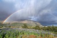Alle Wetter  Unsere Unterkunft liegt schön, etwas zurückgesetzt von der Straße, inmitten einer Heidelandschaft mit großen Lupinenfeldern und kleinen Birkenwäldchen. Wir melden uns erst mal an, richten uns häuslich in unserem Zimmer ein und stellen beim Blick aus dem Fenster fest, dass es regnerisch auffrischt und dass auch der Wind wieder zugenommen hat. Wir brechen trotzdem noch mal auf und sind wenig später – diesmal mit dem Auge – wieder am Svínafellsjökull. Aber, wie könnte es anders sein, stürmt es wieder und obwohl ich versuche, ein Panorama zu erstellen, macht der Wind mir einen Strich durch die Rechnung. Es nützt nichts, vielleicht gibt es morgen früh noch eine Chance. Immerhin können wir nach unserer Rückkehr vom Hotelparkplatz aus ein paar begeisternde Regenbogenfotos aufnehmen, was mich schon fast wieder versöhnt.