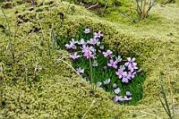 Auf Abwegen  Kehren wir um zur Straße 60, oder probieren wir den Weg von hier aus über die 626, eine Schotterpiste, die vom Ort aus hoch in die Berge führt? Der Weg hat keine "F"-Markierung, ist also auch für unseren Duster befahrbar. Maren ist etwas skeptisch, aber mich reitet heute der Wagemut – wenn es zu schlimm wird, können wir immer noch umkehren. Die Straße ist völlig in Ordnung, es dauert aber nicht lange, bis wir in den Wolken stecken. In einer Höhe von bis zu 600 m sehen wir außer dem kurzen Stückchen Weg vor uns nichts mehr von der Umgebung, so dass sich Fotos von hier erübrigen :-). Die Hänge neben uns sind mit einer tropfnassen Moosdecke bewachsen, welche nur gelegentlich durch ein paar Inselchen bunt blühender Pflänzchen aufgelockert wird.  Moss Campion or Cushion Pink  (Silene acaulis)  Stängelloses Leimkraut, Polsternelke