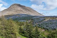 Auf lokalen Pfaden  Leider hat Maren ihren Moskitohut im Auto vergessen und wickelt sich nun in Jacke und Kapuze ein, um zumindest ein wenig vor den aufdringlichen Fliegenviechern geschützt zu sein. Doch mit der Sonne ist es auch überraschend warm geworden, so dass sie bald am Zerfliessen ist. Angekommen an dem Wasserfall, welcher das Rinnsal entlang des Weges speist, frischt der Wind ein wenig auf, so dass Maren sich – beobachtet von einem interessierten Schneehuhnpaar – wieder etwas Luft verschaffen kann. Auch auf dem Rückweg entlang Lupinenfeldern und Nadelbäumen bleibt sie unbelästigt, denn der leichte Wind verjagt die Kriebelmücken zuverlässig wieder. Wir beschließen den Abend mit erstaunlich preiswerten und sehr schmackhaften Fish'n Chips und fallen bald ins Bett, denn morgen haben wir wieder eine lange Etappe vor uns.