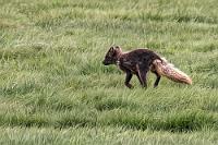 Ein Ausfall und ein Glücksfall  Nach einem stärkenden Kaffee machen wir uns dann nochmals auf den Weg und fahren entlang des Lagarfljót Sees und des naturgeschützten Waldes Hallormesstadaskógur in Richtung des unbedingt zu besuchenden Hengifoss. Aber schon beim Kreuzen des Sees – bei dem sich das legendäre Seeungeheuer allerdings nicht zeigt – müssen wir feststellen, dass der Berghang mit dem Wasserfall unter einer dicken Wolkendecke liegt, außerdem nieselt es kräftig. Das lohnt die Parkgebühr nicht und wir fahren am Westufer des Sees nach Egilsstaðir zurück und beschließen den Abend mit zwei leckeren Pizzen beim nahe des Hotels gelegenen Italiener.  Am nächsten Morgen brechen wir auf zum Stuðlagil Canyon und haben gerade erst die Stadt verlassen, als Marens Scoutblick wieder zuschlägt. Rechts der Straße, wieder genau auf der Höhe einer Ausweiche, streift doch tatsächlich ein Polarfuchs übers Feld. Allerdings noch weiter entfernt als die Rentiere, so dass noch nicht einmal mein Telekonverter viel zu retten vermag.  Arctic Fox, White Fox, Polar Fox or Snow Fox  (Vulpes lagopus, Syn.: Alopex lagopus)  Polarfuchs, Schneefuchs oder Eisfuchs