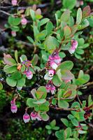 Berauschend  Ein sehr kommunikatives Zwergenvolk soll früher die "Þvörusleikishellir" in einer der Lavaschlote bewohnt haben. Unter bestimmten Bedingungen soll man sie auch heute noch sehen können – wahrscheinlich nach ausreichend Genuß der hier wachsenden Rauschbeere...  Bog Bilberry or Bog Blueberry  (Vaccinium uliginosum)  Rauschbeere, Trunkelbeere