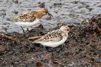 Beziehungsstatus ungeklärt  Nicht nur die Blüten sind im Fortpflanzungsmodus, auch viele Vögel befinden sich unübersehbar in Brutstimmung. Haben diese Strandläufer im Schlichtkleid ein eher hellgraues bis graues Flügelgefieder und einen vollständig weißen Körper, so wechseln sie zur Brutzeit auf eine braungescheckte Färbung, die auch auf Hals und Kopf übergreift. Die amerikanische Unterart soll im Verlauf des Sommers zunehmend eine rostbraune Färbung annehmen, so dass nicht sicher ist, ob es sich hier um Männchen und Weibchen, lediglich zeitverschobene Färbungstiefen, oder um einen Europäer in Gesellschaft seines amerikanischen Verwandten handelt?  Sanderling  (Calidris alba)  Sanderling
