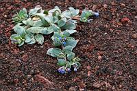 Blauglöckchen  Es ist mittlerweile kurz vor 17:00 Uhr – unser Hotelzimmer sollte also bezugsfertig sein. Auf dem Weg zurück zum Auto fällt uns diese kleine Pflanze auf, die hübsch mit dem schwarzroten Kiesgranulat kontrastiert. Sie ist heimisch in Großbritannien und Nordeuropa, kommt aber in Unterarten auch in Kanada und im arktischen Asien vor. Ihren Namen verdankt die leicht nach Pilz riechende Pflanze ihren Blättern, die, dem Essen beigemischt, aufgrund ihres Gehaltes an Dimethylsulfid einen vagen Geschmack nach Austern aufweisen sollen. Selber probiert haben wir das aber nicht!  Oyster Leaf, Oyster Plant or Sea Bluebells  (Mertensia maritima)  Austernpflanze od. Küsten-Blauglöckchen