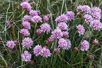 Blume des Jahres  Wir haben trotz des durchwachsenen Wetters heute schon erstaunlich viel auf der Reykjanes Halbinsel entdeckt, noch liegt aber eine ziemliche Strecke vor uns. Wir folgen der Südküste für die nächsten 60 km bis zum Dorf Stokkseyri, von dessen sehenswerter Niedlichkeit der Reiseführer schwärmt, wenden aber schon vor Dorfende, da uns keines der Häuschen besonders niedlich, pittoresk oder sonstwie sehenswert erscheint. Wenige Kilometer zurück am Mündungsgebiet des Flusses Ölfusá liegt der Abzweig zum Vogelschutzgebiet Flói und entlang von Weiden, auf denen Herden von Islandpferden grasen, erreichen wir einen Parkplatz mit einem großzügigen Vogelbeobachtungsunterstand. Alles da, nur leider keine Vögel! Weit in der Ferne, am gegenüberliegenden Ufer eines kleinen Sees, flattert es ein bißchen, leider selbst für mein Tele viel zu weit weg. Immerhin blüht hier die (nicht zur Familie der Nelken gehörige!) Strand-Grasnelke, welcher 2024 von der Loki Schmidt Naturschutzstiftung der Titel "Blume des Jahres" verliehen wurde.  Zügig haben wir die restlichen 50 km nach Hella zurückgelegt, wo ein nettes Hotelzimmer auf uns wartet, welches wir umstandslos – nur nach Nennung unseres Namens, ohne Pass und ohne Voucher – beziehen können.  Sea Thrift or Sea Pink  (Armeria maritima)  Strand-Grasnelke