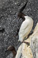 Nee, das ist der Falsche  Alle sind in Brutstimmung, wie man unschwer an dem gänzlich schwarz befiederten Kopf erkennen kann. Allerdings muß man sich beim engen Zusammenleben der verschiedenen Arten vorsehen, dass man sich nicht versehentlich in eine Trottellumme verliebt.  Thick-billed Murre or Brünnich's Guillemot  (Uria lomvia)  Dickschnabellumme