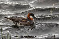 Das Minihuhn  Selbstverständlich läuft auch der Rückweg nicht ohne Unterbrechungen ab. Auf dem Borgarfjarðarvegur, der Straße 94, passieren wir verschiedene Gewässer, teilweise wegen der Kälte noch mit einer dünnen Eisschicht bedeckt, auf jeden Fall aber mit diversen Wasservögeln. Das Odinshühnchen hatten wir zwar schon, aber noch nicht so schön, weshalb es noch einmal dran glauben muß ;-).  Endlich zurück im Hotel beratschlagen wir, ob wir unser Abendessen in der nahegelegenen Pizzeria oder im Imbiss an der N1 Tankstelle genießen wollen, da das Hotelrestaurant sonntags und montags geschlossen sein soll. Als wir aufbrechen, ist der Hotelparkplatz brechend voll und im nebenliegenden Restaurant tobt das Leben. Häh? Egal, wir haben uns entschieden, die 'Original italienische' Pizzeria hat geöffnet, macht einen guten Eindruck und die beiden bestellten Pizzen sind die ortsüblichen, umgerechneten 70 € (samt Getränken natürlich!) wirklich wert.  Red-necked Phalarope  (Phalaropus lobatus)  female Odinshühnchen