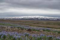 Das mußte nicht sein...  Als wir uns am "Lavafall" sattgesehen haben, ist es erstaunlicherweise trotzdem erst 13:00 Uhr. Man könnte ja eigentlich noch weiter ins Hochland fahren, es ist Sommer, die Kaldidalurstraße 550 soll zu dieser Jahreszeit sogar für normale PKWs befahrbar sein und im großen Bogen an zwei Gletschern vorbei wieder in die Zivilisation zurückführen. Schnell tauchen größere, von Flüssen durchzogene Lavafelder auf, dann leuchtet ein vergletscherter Vulkan hinter Lupinenfeldern. Doch weiter kommen wir nicht! Ein größerer Stein der Schotterpiste klongt gegen das Auto. Leider wiederholt sich das Geräusch, und als wir anhalten um nachzusehen, wird die Befürchtung wahr – der linke Hinterreifen ist platt :-(. Glücklicherweise sind ein Reservereifen und ein Wagenheber an Bord, das rudimentäre Bordbuch enthält sogar eine bebilderte Anleitung und so machen wir uns zähneknirschend bei wieder einsetzendem Schmuddelregen an die Arbeit. Die Namibiaerfahrung hilft und nur 50 min. später verzichten wir lieber auf die Weiterfahrt und kehren auf der gleichen Strecke zurück und laufen erst einmal unser Hotel nahe Borganes an.