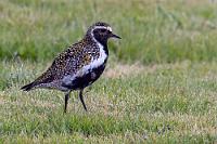 Der Trauzeuge  Wir fahren weiter durch die flache Küstenlandschaft. Das Wetter bleibt wechselhaft und die Sonne macht sich mal wieder rar. Rechts der Straße kommt eine malerische kleine Kirche in Sicht – die erste von vielen weiteren kleinen Kirchen auf Island – und wir halten auf dem fast vollen Parkplatz, um uns das pittoreske kleine Holzgebäude nebst Friedhof näher anzusehen. Nach uns erscheinen weitere Einheimische und verschwinden in dem Gotteshaus. Klar, heute ist Sonntag, doch das erklärt den großen Andrang nicht alleine, denn nun strebt ein festlich gekleidetes Brautpaar auf die Hvalsneskirkja zu und wird am Eingang vom Pastor empfangen. Der ebenfalls im Festkleid gewandete Goldregenpfeifer nimmt dabei vom nahegelegenen Friedhof die Zeremonie in Augenschein – vielleicht läßt sich in Hinblick auf die eigene Partnersuche noch etwas lernen.  European Golden Plover  (Pluvialis apricaria) , male Goldregenpfeifer