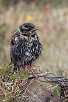 Der Tropf  Nicht nur der Wildwuchs auf dem felsigen Untergrund ist tropfnass, sondern auch die junge Rotdrossel, die unablässig vor sich hin pfiept, um von Mama getröstet oder gefüttert zu werden. Entweder ist sie noch nicht flügge, oder aufgrund des nassen Gefieders nicht flugfähig – sie bleibt jedenfalls mutig sitzen, selbst als wir nahe heran kommen.  Redwing  (Turdus iliacus)  juv. Rotdrossel