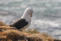 Die Profitmöwe  Ganz umsonst war die Mitnahme des Teles denn doch nicht, denn die Mantelmöwe hatte ich bisher noch nicht. Auch hier ziert sie sich ein bißchen, putzt sich zwar ausdauernd, hält es aber nicht für nötig, sich mal komplett zu zeigen. Mantelmöwen sind in der Gattung der Möwenvögel die größten. Ihre Körperlänge beträgt durchschnittlich um die 70 cm und sie erreichen Gewichte von bis zu 2 kg. Ähnlich wie die Schmarotzerraubmöwen leben sie parasitär und jagen anderen Vögeln das Futter ab. Sie machen sich aber auch über kleinere Vögel und Küken her und verzehren Fisch und anderes Meeresgetier. Heimisch sind die Möwen im Nordatlantik und auch in der Ostsee, arktische Populationen ziehen auch schon mal Richtung Süden, die isländischen Bestände gelten aber als Standtiere. UND: Da die Bestände, besonders in Nordamerika, in der letzten Zeit rasant ansteigen, ist die Mantelmöwe wohl ein Tier, welches ausnahmsweise mal vom menschenverbrochenen Klimawandel profitiert! ;-).  Great(er) Black-backed Gull  (Larus marinus)  Mantelmöwe