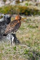 Doppelnutzen  Zumindest habe ich jetzt wieder die Kontrolle darüber, wer den Wagen auf den meist nur rudimentär spurmarkierten Straßen Islands in die Rabatten steuert! Immerhin zeigt sich neben den Seeschwalben auch noch eine mitteilsame Uferschnepfe, so dass sich der Kurzhalt auch fotografisch gelohnt hat.  Black-tailed Godwit  (Limosa limosa)  Uferschnepfe