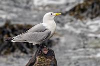Ebenerdig  Über die asphaltierte Hafenfläche gelangt man um den Sockel des Felsens herum und hat einen guten Blick von unten auf die nackte Steilwand, deren Vorsprünge bis auf den letzten Platz mit Brutplätzen von Dreizehenmöwen, Eissturmtauchern und Seeschwalben besetzt sind. Im Wasser auch hier eine Menge Eiderenten und ganze Schwärme von Papageitauchern, die abwechselnd zur Nahrungssuche abtauchen. Wie auch beim Andrang auf dem Hügel, sind die Vögel die Nähe von Menschen offensichtlich gewohnt, denn sie lassen sich in ihren Verrichtungen in keiner Weise stören.   Black-legged Kittiwake  (Rissa tridactyla)  Dreizehenmöwe