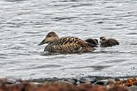 Eiderentchen  Heute wird es wohl nichts mehr mit Sonne. Es ist aber glücklicherweise trocken und es bleibt beim nur sehr schwachen Verkehrsaufkommen entlang des Hestfjörður auf dem Djúpvegur, der Straße 61, an deren Brücke über die Mündung des Hestfjarðará Flusses wir einen weiteren Stop einlegen. Erstens wegen des farbenfrohen Bewuchses und zweitens wegen der Seeschwalbenkolonie und ein paar Eiderenten mit Nachwuchs.  Common Eider, Cuthbert's Duck or Cuddy's Duck  (Somateria mollissima)  Eiderente