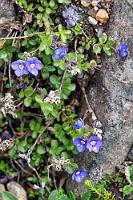 Ein Ehrenpreis  Selbst inmitten des rot-gelben Gerölls wächst noch ein Pflänzchen, welches sofort auch pflichtschuldigst dokumentiert wird. Inzwischen ist es 16:30 Uhr, für heute haben wir genug gesehen und es liegen noch 60 km auf dem Rückweg vor uns.  Rock Speedwell or Woodystem Speedwell (Veronica fruticans)  Felsen-Ehrenpreis