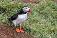 Ein populärer Brutplatz  Von April bis Anfang August trifft man sehr sicher auf zahlreiche, hier brütende Papageitaucher. Es gibt zwar auch andere, einschlägig bekannte Beobachtungsorte auf Island, die meisten befinden sich aber an ungesicherten Kliffrändern, wo man leicht Gefahr läuft, auf der Suche nach einer optimalen Aufnahmeposition mitsamt der Klippenkante abzustürzen. Da unsere Reisen bekanntermaßen Erholungsurlaube sind, hat die Tierfotografie zwar einen wichtigen Stellenwert, beschränkt sich aber auf die passenden Gelegenheiten. So bleibt es natürlich auch nicht aus, an diesen 'Gelegenheitsorten' eine Menge gleichgesinnter Mitmenschen anzutreffen.  Atlantic Puffin  (Fratercula arctica)  Papageitaucher, Lundi
