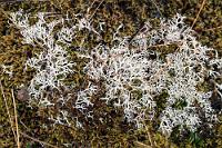 Ein vielseitiges Kraut  Die Fahrt Richtung Isafjördur lassen wir langsam angehen – wer weiß, ab wann man einchecken darf – außerdem können wir so viel besser nach Wildlife Ausschau halten. Entlang der Küste ist auch einiges zu sehen, so dass wir gelegentlich anhalten und von unzähligen Eiderenten, Schnepfenvögeln, Seeschwalben und sogar Eistauchern verwöhnt werden. Leider, wie meist, selbst für das Tele zu weit weg für vernünftige Aufnahmen, so dass ich mich mal ersatzweise dem näherliegenden Bewuchs zu meinen Füßen widme, welchen nicht nur Rentiere und Inuit zu schätzen wissen.  Reindeer (Cup) Lichen  (Cladonia rangiferina)  Echte Rentierflechte od. Isländisches Moos