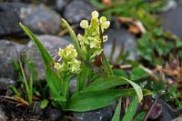 Eine arktische Orchidee  Zwar verstecken sich, wie es die dazugehörige Story erzählt, keine mittelalterlichen Hexer mehr vor Verfolgung in den Häuschen, aber auf den umliegenden Wiesen herrscht ein reges Vogelleben und einige hübsche Pflänzchen gibt es auch, so dass Maren mich nach ihrer Rückkehr überredet, noch mal mit rauszukommen. Natürlich schickt sie auch mich in die Torfhäuser, wo ich ebenfalls erst einmal zusammenzucke, dann aber amüsiert zusammen mit ihr beginne, die hier wachsenden Orchideen zu dokumentieren.  Northern Green Orchid  (Platanthera hyperborea)  Nordische Kuckucksblume od. Nördliche grüne Orchidee