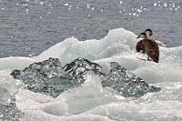 Eis satt  Beim Bezahlen des Parktickets stellt Maren positiv überrascht fest, dass es tatsächlich Rabatt gibt – und zwar 50%! – wenn man am selben Tag bereits am Svartifoss gelöhnt hat. Sensationell! Hoffentlich verarmen die Betreiber jetzt nicht ;-).  Vom Parkplatz geht es durch eine Reihe von Freß- und Veranstalterbuden zum wallähnlichen Seerand. Wir reihen uns ein in die dicht stehende Schar von Besuchern, die mit Aufnahmegeräten von Smartphone bis Telekamera die Eisschollen sowie Seehunde, Eiderenten und Kormorane auf den Sensor bannen.