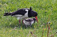 Fang den Wurm  Die Saga erzählt weiter, dass der Gott Óðinn den Raben schickte, um die freundliche Vilborg vor dem Schicksal zu bewahren, welches er dem Rest der schrecklichen Familie des Tyrannen zugedacht hatte.  Wie immer es war, uns ist das Risiko zu groß, teure 1500 ISK für den Besuch der Wachsfiguren Herjólfurs und seiner Frau Freya im 'Viking Town' Museum zu löhnen und womöglich wegen der Habgier des Betreibers unschuldige Mitopfer eines weiteren Erdrutsches zu werden.  Stattdessen beobachten wir lieber, wie Mama dem Küken einen Wurm spendiert. Oystercatcher  (Haematopus ostralegus ssp. ostralegus)  Austernfischer