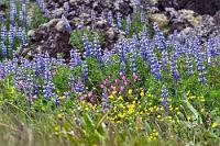 Farbenprächtig  Zwischen der großflächig kargen Vulkanlandschaft, der man ihr junges Alter noch ansieht, gibt es wie zum Trost kleine eingestreute Oasen bunt blühender Gräser und Pflanzen, die der dunklen Lava viel von ihrer Schroffheit nehmen.