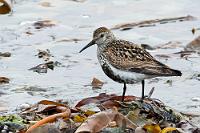Fern der Alpenstrände  Wir haben heute sage und schreibe 380 km zurückgelegt! Und das mit der Unterbrechung in Glaumbær! Nun sind wir auch rechtschaffen müde und erschöpft, als wir unser heutiges Übernachtungsquartier in Hvammstangi erreichen. Das Zimmer ist klein, gemütlich und völlig ausreichend für nur eine Übernachtung. Es gibt zwar einen Frühstücksraum mit Self-service (Frühstücksbuffet mit zugeteiltem Brotkorb pro Zimmernummer), aber kein Restaurant. Wir sind wie immer gegen 8:00 Uhr frühstücksfertig und wappnen uns für die Herausforderung des self-service-Frühstücks (in the fridge!). Im Kühlschrank stehen diverse, mit den Zimmernummern beschriftete Pappschachteln, denen wir je eine Banane, einen Joghurt, einen Bagel und zwei weitere, nicht näher definierte Teigwaren entnehmen. Eine Flasche O-Saft vervollständigt das Ensemble und mit dem bereitstehenden Wurst-, Käse- und Marmeladenangebot sind wir bald ausreichend gesättigt und machen uns auf den Weg.  Dunlin  (Calidris alpina)  Alpenstrandläufer