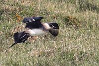 Fixe Diebe  Nach einiger Zeit gelingt es mir sogar, eine hellere Raubmöwe einzufangen. Schmarotzerraubmöwen halten sich ganzjährig auf dem offenen Meer auf und kommen nur zur Brut in der arktischen Tundra an Land. Beide Vögel zeigen den typischen, langen und spitzen Schwanz des Brutkleides, müssen aber nicht unbedingt Männchen und Weibchen sein, denn es ist kein Geschlechtsdimorphismus, der für ihr unterschiedlich gefärbtes Gefieder verantwortlich ist. Es gibt sowohl ein dunkle wie auch eine helle Morphe der Möwe, die aber nicht geschlechtsspezifisch ist! Wie der Name schon andeutet, sind diese Möwen sogenannte Kleptoparasiten, die sich ernähren, indem sie anderen Seevögeln das Futter abjagen.  Parasitic Jaeger or Parasitic Skua  (Stercorarius parasiticus)  Light morph Schmarotzerraubmöwe