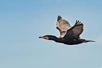 Fliegende Küstenwache  Der Reiseführer hat uns über diesen Ort überhaupt nichts zu sagen, was uns aber nicht weiter stört, denn das dies ein schöner Küstenabschnitt ist, sehen wir selber. Vom Parkplatz hinab führen diverse Trampelpfade durch flachen Grasbewuchs, aufgelockert durch verschiedene Blütenpflanzen, hinunter zur schwarzkarstigen Klippenküste. Über uns kreisen Kormorane, Sturmvögel, Seeschwalben und Lachmöwen, während sich in der Meeresbrandung die unvermeidlichen Eiderenten, sowie Kragenenten, Singschwäne und Gryllteiste dem Nahrungserwerb widmen  European Shag or Common Shag  (Gulosus aristotelis)  Krähenscharbe