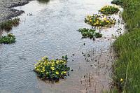 Frisch geduscht  Wohlweislich haben wir uns bereits auf dem Parkplatz wasserdicht verpackt, wofür ich mich sogar in die neue, bislang von mir verschmähte, regendichte Überhose zwänge. Immer noch weht es stark und ständig werden die Besucher von feuchten Sprühfahnen geduscht. Uns erwischt es erst kräftig, als wir bereits auf der rechten Seite den Fall verlassen und gar nicht mehr mit einem solchen Guß rechnen. Und obwohl wir versuchen, sämtliche Kameras sofort abzuschirmen, werden auch sie tropfnass. Hilft ja nichts... es gibt noch ein, zwei weitere Fälle entlang der Felswand und wir trocknen sicher am schnellsten, wenn wir diese entlang des hübsch bewachsenen Flüßchens auch noch besuchen.  Marsh-marigold or Kingcup  (Caltha palustris)  Sumpfdotterblume