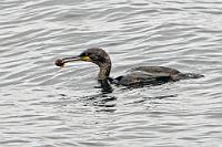 Frischfisch  Google sagt, bis zu unserem heutigen Tagesziel sind es 260 km. Und obwohl wir jeden der zahlreichen Fjorde umrunden, kommen wir auf den gepflegten Küstenstraßen gut voran. Der Reiseführer empfiehlt als nächsten Ziel "Hvítanes", ebenfalls mit hundertprozentiger Seehundgarantie. Wir sind noch ein paar Kilometer vor dem Ziel, als wir entlang des Ufers einen (!) faul zwischen Seetang liegenden Seehund entdecken, der sich zwar fotografieren läßt, hier aber nicht erscheint, weil wir später noch ein paar viel fotogenere Exemplare entdecken werden. Statt dessen erscheint hier meine einzige fotografissche Ausbeute von Hvítanes, ein Kormoran beim genüßlichen Mittagsmahl.  European Shag or Common Shag  (Gulosus aristotelis)  Krähenscharbe