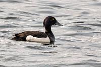 Fuglasafn Sigurgeirs  Es wird Zeit, unser heutiges Tagesziel anzusteuern. Wir verschieben die weitere Erkundung des Mývatn (wie passend: der Mückensee) auf morgen und fahren entlang des westlichen Seeufers auf dem Hringvegur Richtung Akureyri. Bevor wir aber der Straße vom See weg folgen, weckt das Schild "Fuglasafn Sigurgeirs" unser Interesse. Von der 1 zweigt ein Schotterweg auf das Vogelschutzgebiet der Halbinsel im Mývatn ab, bis er an "Sigurgeirs Vogelmuseum" endet.  Soweit kommen wir aber gar nicht. Entlang des von dichter Vegetation bewachsenen Seeufers, sehen wir Singschwäne und diverse Entenvögel auf dem Wasser, so dass wir bald anhalten, diesmal sofort unsere Moskitohüte aufsetzen und versuchen, ein paar Aufnahmen zu machen. Das ist leider einfacher geplant als gemacht, denn die Vögel schwimmen weit entfernt und der Versuch, das Seeufer zu erreichen, endet an der steilen Wegkante und der undurchdringlichen Ufervegetation.  Tufted Duck or Tufted Pochard  (Aythya fuligula)  Reiherente