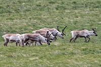Gänzlich unerwartet  Unser heutiges Ziel ist Egilsstaðir, ein kleines Städtchen im Osten der Insel. Die Ringstraße folgt weiterhin den Einschnitten der kleineren Fjorde entlang der Südostspitze, bis sie bei Reyðarfjörður ins Binnenland schwenkt. Bis es soweit ist, liegen linksseitig der Straße ausgedehnte Gras- und Weideflächen, auf denen Maren plötzlich, weit entfernt, eine Herde Rentiere entdeckt zu haben glaubt. Und im Gegensatz zu sonstigen Gelegenheiten, bei denen man sich umsonst einen verkehrsfreundlichen Halteplatz gewünscht hat, gibt es diesmal nur ein paar Meter weiter tatsächlich eine Ausweiche, auf der wir umgehend anhalten. Bewaffnet mit den Kameras müssen wir auf dem Randstreifen ein Stückchen zurücklaufen, ein Blick durch die Teleoptik bestätigt aber Marens Scoutblick – es sind tatsächlich Rentiere!  Reindeer  (Rangifer Tarandus)  Ren, Rentier