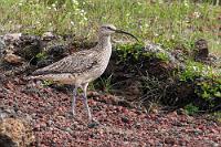Gebrechlich wie ein Brachvogel  Ich bin ehrlich gesagt nach den bisher zurückgelegten 350 Kilometern ziemlich erschöpft und während Maren die 600 ISK Parkgebühr/Eintritt bezahlt, ringe ich mit mir, ob ich mir den Aufstieg zum Kraterrand wirklich antun will. Der Weg ist zwar nicht besonders steil und der Kraterrand auch nicht sehr hoch, als ich aber im Grünzeug neben dem Aufstiegspfad einen Regenbrachvogel entdecke, den ich bisher (zumindest auf Island) noch nicht auf den Sensor gebannt habe, schütze ich wichtige Fotoarbeiten vor, die mich vom Aufstieg abhalten...  Eurasian whimbrel  (Numenius phaeopus)  Regenbrachvogel