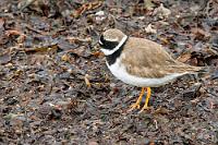Gefährdete Gefährten  Noch gelten die sommerlichen Brutgebiete im Wattenmeer der schleswig-holsteinischen Nordseeküste als die wichtigsten Rastplätze der Art, wo unter günstigen Bedingungen auch mal zwei Bruten im Jahr erfolgreich sein können. Den Winter verbringen die über den gesamten Globus verbreiteten Vögel in südlichen Gefilden, suchen aber im Sommer bevorzugt immer wieder die gleichen Brutgebiete auf. In den 'Erhitzungsszenarien' der Klimamodellierer befinden sich die Regenpfeifer aber bereits am Rande des Aussterbens, weshalb sie es trotz ihrer großen Zahl auch schon in die Rote Liste geschafft haben. Dieses Exemplar (und viele weitere Artgenossen) sind hier aber trotzdem unermüdlich dabei, über den schmalen Strand zu wetzen, um dann abrupt zu stoppen und einen Leckerbissen zwischen dem Seetang aufzupicken. Ins Schwitzen sind sie dabei nicht gekommen... :-)  (Common) Ringed Plover  (Charadrius hiaticula hiaticula)  Sandregenpfeifer