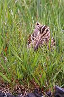 Gistiheimili  Zuvor gibt es aber noch einen ersten Tankstop in Vík, der einige tiefergehende Fragen zur Kredikartenbezahlung aufwirft, die ich aber später detaillierter erläutere. Nach einer Fahrt durch riesige, bis zum Horizont mit tiefblau blühenden Lupinen bewachsener Lavafelder und einem veritablen Sandsturm, der über die Straße fegt, erreichen wir schließlich unser heutiges Gästehaus, das Hunkubakkar Gistiheimili.  Common Snipe  (Gallinago gallinago)  Bekassine
