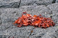 Grau-rote Koalition  Gab es auf dem von spärlichem Gras umrahmten Parkplatz noch ein paar buntblühende Grasnelken und Platterbsen, gedeiht zwischen den grauschwarzen Stein- und Sandflächen nicht mehr allzuviel. Jeder Farbtupfen in dieser Umgebung ist daher ein unwiderstehliches Motiv.