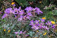 Gruselig  Offensichtlich hat es Búðir nicht geschadet, dass im 16. Jahrhundert ein berüchtigter Massenmörder in der Gegend sein Unwesen trieb. Der 1555 geborene Björn war Herbergsvater des noch heute bestehenden Gasthauses Öxl, der sein Auskommen damit aufbesserte, einen Teil seiner Gäste hinterrücks mit der Axt zu ermorden, um sich an deren Hinterlassenschaften zu bereichern. Wie viele Menschen ihr Leben ließen ist nicht genau bekannt, er wurde jedenfalls wegen achtzehn nachgewiesener Morde 1598 hingerichtet. All das wissen wir noch nicht, als wir uns auf den Rückweg in das Örtchen machen. Uns hat der dem Ort nachgesagte Spuk jedenfalls verschont und offensichtlich auch die Hotelgäste sowie die beiden Frauen, die hier einen 'Magischen Shop' betreiben.  Wood Cranesbill or Woodland Geranium  (Geranium sylvaticum)  Wald-Storch(en)schnabel