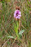 Kältefest  Immerhin beim Abendessen und auch beim Frühstück am darauffolgenden Morgen, sind Schuhe auf den kalten Fliesen wieder erlaubt. Bald haben wir gepackt und müssen unser Auto auf dem vollen Parkplatz erst mal suchen, denn mit dem dicken Spritzschmutzbelag ist es auf dem nassen Schotterparkplatz optimal getarnt.  Heath Spotted Orchid or Moorland Spotted Orchid  (Dactylorhiza maculata)  Geflecktes Knabenkraut