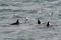 Keine Seehunde  Wir bestaunen das kleine – und offensichtlich einzige – Haus auf der gegenüber liegenden Insel Suðurey. Wer mag da wohl wohnen und wie kommt der Bewohner über die steilen Inselwände zu seiner Haustür? Gibt es womöglich einen Lift in einer versteckten Felsbucht? Wir sind noch am Spekulieren und Fotografieren, als mir vor den gegenüberliegenden Felswänden große Seevogelschwärme auffallen, die sich als Schwarm langsam von der Insel weg in Richtung Stórhöfði bewegen. Mitunter erscheinen zudem dunkle Punkte unter ihnen auf der Wasseroberfläche, die aber, sowie ich versuche, sie mit dem Tele anzuvisieren, schnell wieder verschwinden. Ich vermute auftauchende Seehundsköpfe, die aber auf eine Entfernung von mehr als anderthalb Kilometern kaum erkennbar sein dürften. Maren hingegen schließt wegen des begleitenden Vogelzugs auf Wale, womit sie auch richtig liegt, wie sich schnell herausstellt.  Orca  (Orcinus orca)  Schwertwal