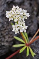 Lavaspross  Maren will zumindest mal ein paar Meter weit in Richtung Vulkan laufen, ich hingegen vertreibe mir die Zeit lieber mit der Fotografie einer hübschen Blütenpflanze neben dem Parkplatz, deren Name sinnigerweise an eine völlig unvulkanische Heimatregion erinnert :-).  Heath Bedstraw  (Galium saxatile)  Harzer Labkraut