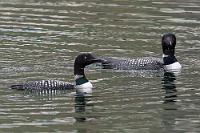 Loonies  Immer noch bildet der Hafen das Zentrum Ísafjörðurs, allerdings – wie erwähnt – nicht mehr als Fischereihafen, sondern als Touristenmagnet. Heute sieht man allerdings kaum Touristen, stattdessen ein eifriges Eistaucherpaar, welches sich, ständig abtauchend, in Ufernähe dem Fischfang widmet. Das Hotel ist nur ein paar Schritte entfernt, Maren sprintet zurück, um mich samt Kamera zu aktivieren und als wir zurückkommen, sind die Eistaucher tatsächlich noch da! Aufgrund des schnellen Ablaufs entgeht uns leider die Szene, in der einer der Taucher einen großen, schollenähnlichen Plattfisch erbeutet, von einer Möwe gesichtet wird, um dann – als diese zum Sturzflug ansetzt – spontan und synchron mit Partner und Fisch abzutauchen. Als er erst erheblich später 50 m entfernt wieder auftaucht, ist der Fisch leider weg...  Common Loon or Great Northern Diver  (Gavia immer)  Eistaucher