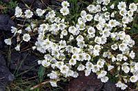 Mäuseohr  Auch hier am grünen See in der Ortschaft Krýsuvik, die lediglich aus einer Schule, einem verfallenen Bauernhof, einer kleinen Fabrik, einem Kunstmuseum sowie einer Kirche besteht, blüht es kräftig in den umliegenden Hügeln, die sich als Aufschüttungen kleiner Vulkankrater entpuppen.  Alpine Mouse-ear or Alpine Chickweed  (Cerastium alpinum)  Alpen-Hornkraut