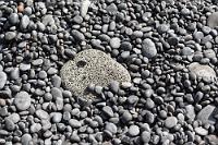 Meeresbonsche  Fast wie ein Fremdkörper wirkt dieses poröse Stückchen Bimsstein inmitten der vom Meer rundgelutschten Kiesel des schwarzen Strandes. Was von weitem wie ein Sandstrand aussieht, entpuppt sich erst bei näherem Hinsehen oder beim Begehen als eine Melange unterschiedlich großer Effusivsteinchen.