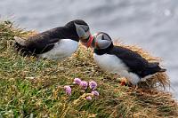 Mit Blumen zum Rendevouz  Vom Parkplatz führt ein steiler Pfad dicht an der Kliffkante entlang auf den höchsten Aussichtspunkt. Das Wetter ist vorübergehend noch freundlicher als am Roten Strand und wir werden sogar von Sonne und blauem Himmel verwöhnt. Zwischen uns und dem Abgrund gibt es nur ein, von niedrigen Metallspießen gehaltenes, dünnes Seil und gleich dahinter, nur einen knappen Meter entfernt, ein turtelndes Papageitaucherpärchen, dass sich, wie auch die anderen Vögel hier, von den zahlreichen Besuchern nicht stören läßt.  Atlantic Puffin  (Fratercula arctica)  Papageitaucher