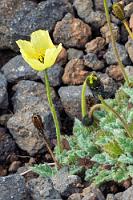 Mohn ist auch eine Blume  Wenn auch nur – wie hier – ein kleines Pflänzchen. Nichts, womit die Isländer Mohnkulturen aufziehen und zu Lieferanten des arktischen Drogenmarktes werden könnten ;-). Wenig später besteigen wir das Auto und sind auf dem Weg nach Arnastapi, wo es wieder eine sehenswerte Basaltfelsenküste geben soll.  Arctic Poppy  (Oreomecon radicata)  Arktischer Mohn