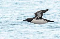 Nahezu ausgestorben...  ...sind die Trottellummen laut den hysterischen Erkenntnissen einiger Forsch*ender (:-), die den menschengemachten Klimawandel dafür verantwortlich machen. Unbestritten ist, dass es schon häufiger zu lokalen Anschwemmungen größerer Mengen toter Lummen gekommen ist, die aufgrund von Nahrungsmangel eingegangen sind. Nachweislich ergeben langjährige Satellitenauswertungen jedoch nur eine höchst marginale, durchschnittliche Erwärmung der Ozeane in einer Größenordnung von max. 0,1°C pro Jahrzehnt. Ebenso gibt es nachweislich große, wandernde, bzw. nur sporadisch auftretende Meeresströmungen, wie z.B. den südpazifischen El Niño oder den Golfstrom, die durchaus auch mal aufgrund höherer Temperaturen für ein Ausbleiben von Fischschwärmen verantwortlich sein können. Diesem Nahrungsmangel fallen dann auch leider gelegentlich ganze Vogelpopulationen zum Opfer...  Common Murre or Common Guillemot  (Uria aalge)  Trottellumme