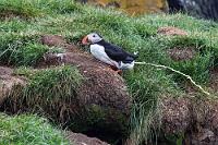 Nestabwärts  Allmählich haben wir das Gefühl, uns würden die Finger bald abfrieren. Trotz langen Abwartens und Beobachtens ist es uns nicht gelungen, die sehnlich erwünschten Aufnahmen heimkehrender Lundis mit einem Schnabel voller Fischchen machen zu können. Es liegt nicht an mangelndem Reaktionsvermögen unsererseits – sie kamen  alle  mit leerem Schnabel vom Wasser zurück! Tauchen die etwa zum Spaß?  So ganz ohne Futter können die Lundis aber auch nicht sein, denn irgendwoher muß die Substanz stammen, die die Lundis in weitem Bogen weg vom Nesteingang entsorgen. Womit übrigens auch meine Reaktionsfähigkeit bewiesen ist... :-)  Atlantic Puffin  (Fratercula arctica)  Papageitaucher, Lundi