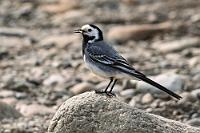 Nix mit Fähre  Auf dem Parkplatz springt eine hübsche Bachstelze im Brutkleid auf Futtersuche zwischen den beiden Autos herum. Bachstelzen habe ich bisher auf Island noch keine gesehen, so dass diese unbedingt vor unserer Weiterfahrt auch noch dokumentiert werden muß.  Es gibt eine Autofähre, die ein paar Kilometer weiter von dem Anleger Brjánslæk quer über den ausgedehnten Breiðafjörður nach Stykkishólmur auf der Snæfellsnes Halbinsel fährt – mit einem Zwischenhalt auf der winzigen, autofreien Insel Flatey, auf der es außer einem Hotel und ein paar Häuschen so gut wie nichts gibt. Wir verzichten aber auf die Fähre, denn wir wollen den Fjord komplett umrunden. Dafür bleiben wir auf der 62, bis sie auf die Straße 60 trifft, die im Binnenland alle westlichen Fjorde und Halbinseln verbindet.  White Wagtail  (Motacilla alba alba)  Bachstelze