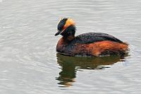 Noch voll bebüschelt  Während Maren oben fotografiert, schlendere ich entlang des Seeufers, vornehmlich auf der Suche nach der legendären Spatelente, die auf Island reichlich vorkommen soll. Aber auch hier, wie an den bisherigen Beobachtungsorten, ist nicht eine einzige zu erspähen, stattdessen die komplette Auswahl an Möwen, Seeschwalben, Sturmvögeln und diversen Enten – alles Arten, die ich schon habe :-). Die einzige Ausnahme macht dieser hübsche Ohrentaucher im vollausgebildeten Prachtkleid. Zwischen Männchen und Weibchen gibt es zwar keinen ausgeprägten Geschlechtsdimorphismus, eine Teilmauser ab Mitte Juni bewirkt beim Weibchen aber eine sommerliche Entfärbung und Rückbildung der Federbüschel des Kopfes. Da diese Mauser beim Männchen aber erst einen Monat später beginnt, tippe ich hier jetzt einfach mal auf 'Männchen'!  Horned Grebe or Slavonian Grebe  (Podiceps auritus)  male? Ohrentaucher