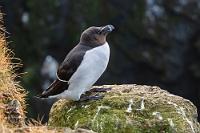 Nordatlantiker  Ausschließlich im Nordatlantik leben und brüten die Tordalke, 70% des Bestandes sogar auf Island. Sie sind den Lummen recht ähnlich, haben aber einen breiteren Schnabel mit einem deutlichen Querstrich. Als Hochseevogel verbringt der Alk sein Leben fast ausschließlich auf dem Wasser, nur zur Brutzeit ist er an Land anzutreffen, wovon auch sein Prachtgefieder mit dem gänzlich schwarzen Kopf und dem auffälligen weißen Strich vom Schnabel bis zum Auge kündet. Der Vogel jagt einzeln, taucht bis zu 6 m tief und ernährt sich von Sprotten, Sandaalen und jungen Heringen, die er wie die Lundis quer im Schnabel zum Füttern ins Nest trägt.  Razorbill  (Alka torda)  Tordalk